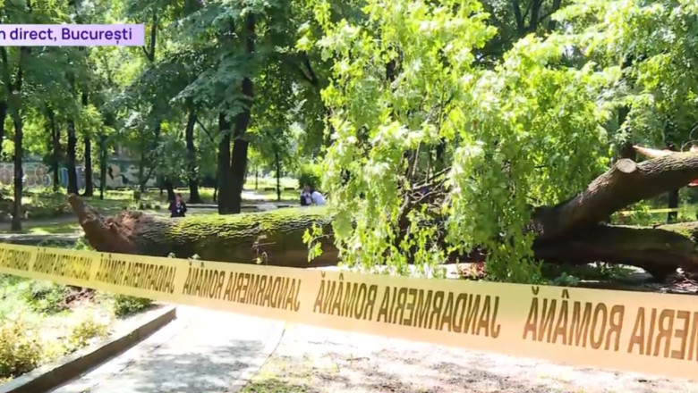 Un copac urias s-a prabusit intr-un parc din centrul Bucurestiului, peste o alee tranzitata zilnic de sute de oameni