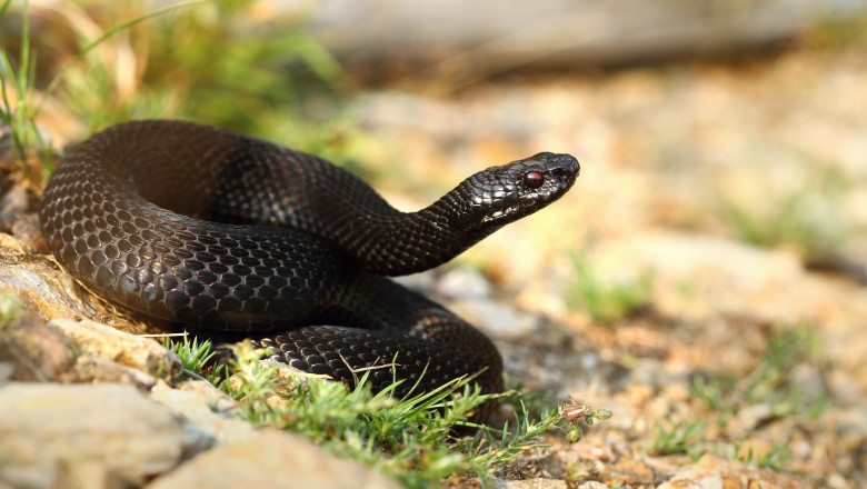 Un copil a fost muscat de o vipera chiar in curtea casei. Parintii spun ca e vorba de o vipera neagra care se afla inca in gospodarie Imagine