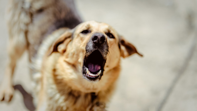 Un copil de 6 ani a fost muscat de caine in timp ce mergea spre scoala in Bucuresti. Fetita a ajuns la spital Imagine