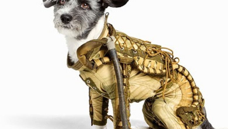 Un costum spatial pentru caini creat de sovietici, scos la licitatie Imagine