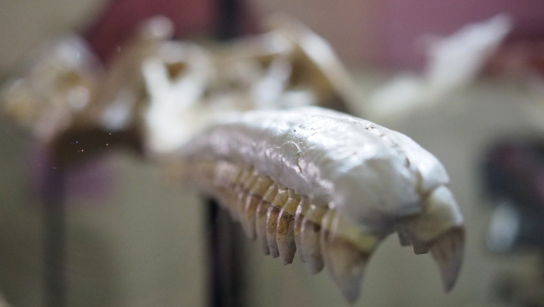 Un craniu vechi de 16 milioane de ani a fost descoperit in Peru. Apartine unui delfin urias, care s-ar fi „mutat” din ocean in rau Imagine