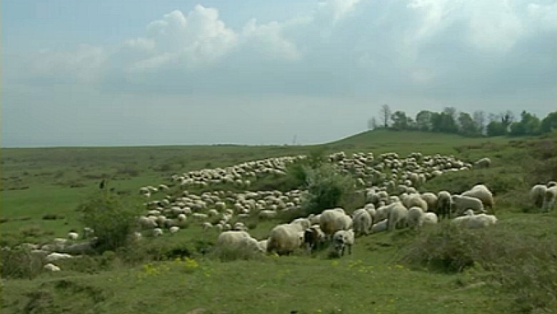Un crescator din Cluj vrea sa omologheze Mielul de Carne Transilvan Imagine