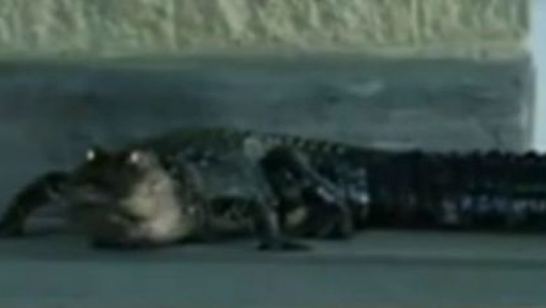 Un crocodil a provocat panica intr-un oras din Florida Imagine