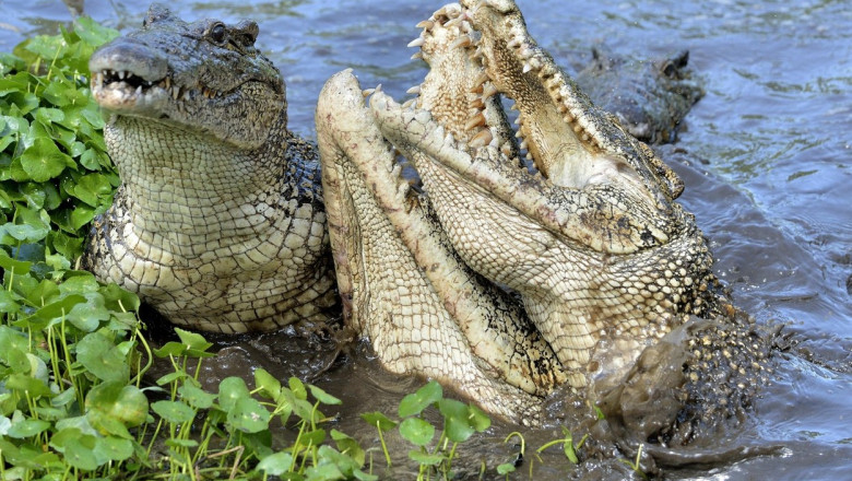 Un crocodil a smuls din barca si ucis un copil de un an din Malaezia, ranindu-l grav si pe tatal care a incercat sa-l salveze Imagine