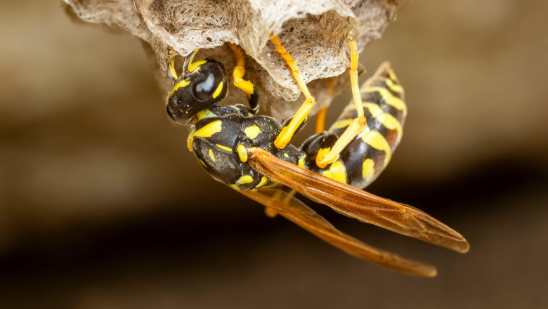 Un cuib de viespi radioactive a fost descoperit intr-o veche fabrica de arme nucleare din SUA Imagine