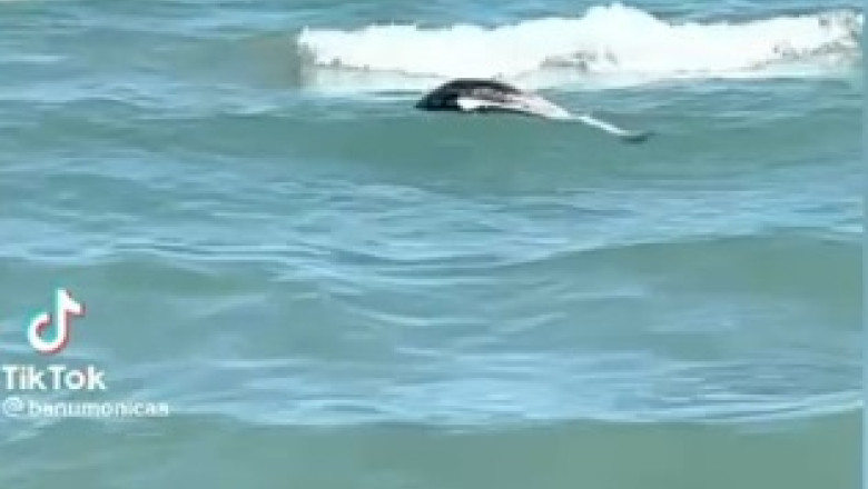 Un delfin mort a fost filmat in timp ce plutea in mare, la Mamaia, printre turistii care inotau Imagine
