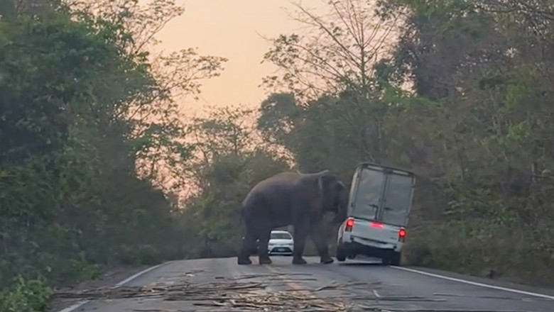 Un elefant a intrat pe o sosea din Thailanda si a rasturnat o camioneta cu coltii si trompa Imagine