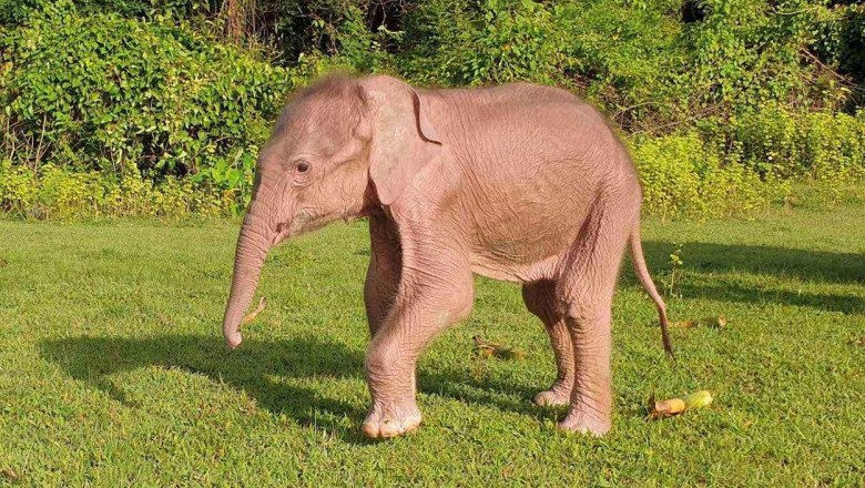 Un elefant alb s-a nascut in Myanmar. Exemplarele albe sunt foarte rare, iar unele culturi budiste le considera aducatoare de noroc Imagine