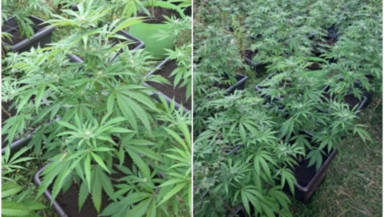 Un fost procuror din Vrancea ar fi cultivat canabis in vita de vie a familiei. "Fac placinta traditionala cu semintele" Imagine