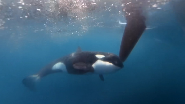 Un grup de orci a scufundat un iaht de 15 m in apropiere de Stramtoarea Gibraltar. Este al 7-lea incident de acest fel in ultimii ani Imagine