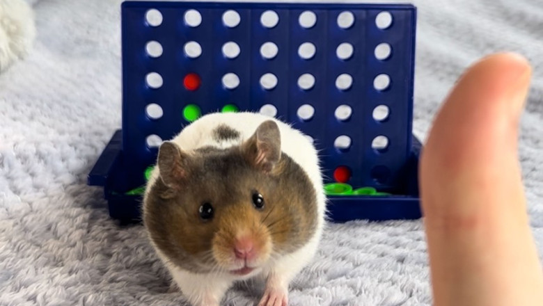 Un hamster simpatic si genial si-a batut stapanul la un joc de strategie Imagine