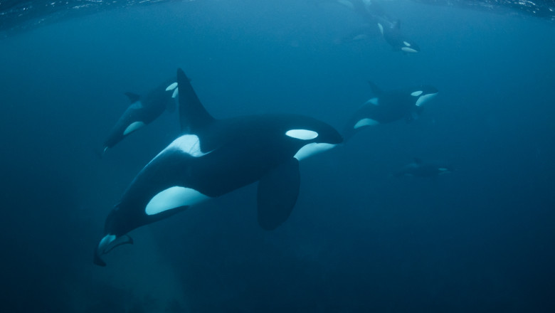 Un iaht a fost scufundat de balene ucigase in largul coastelor Portugaliei: „Doua-trei lovituri au fost suficiente” Imagine