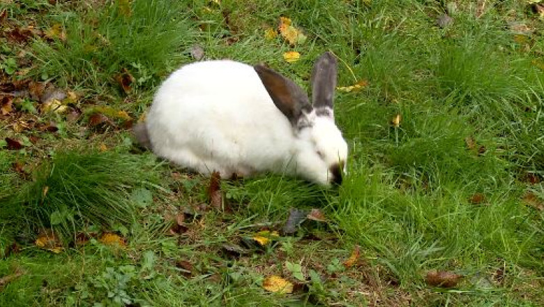 Un iepure cu greutate Imagine