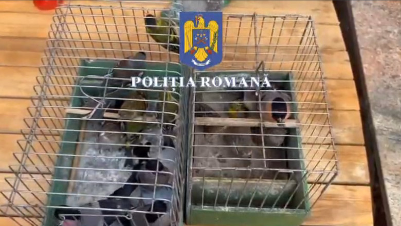 Un ilfovean tinea in casa, ilegal, 136 de pasari. Politistii au descins la el acasa Imagine