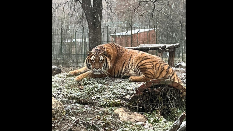 Un ingrijitor al Gradinii Zoologice Pitesti a murit, dupa ce a fost atacat de un tigru Imagine