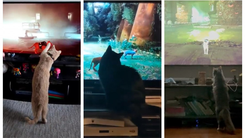 Un joc video in care esti o pisica face furori pe internet. Si pisicile din viata reala sunt fericite Imagine