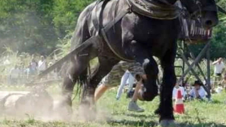 Un judet din Romania interzice concursurile cu cai care trag diferite greutati: „Prevenim cruzimea fata de animale” Imagine