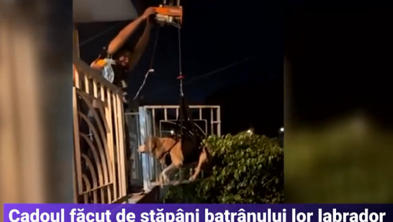 Un labrador batran intra in casa cu propriul „lift”. Metoda gasita de stapanii lui il scuteste de urcatul scarilor Imagine