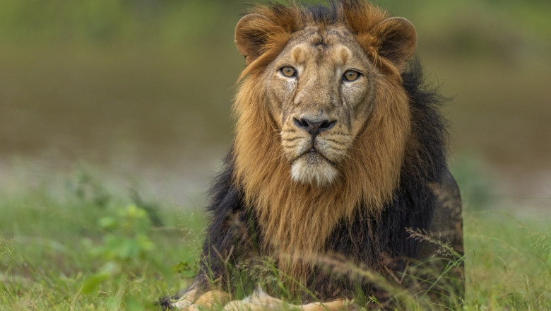 Un leu domesticit a atacat o femeie si doi copii pe strada intr-un oras din Pakistan Imagine