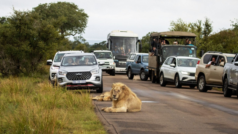 Un leu obosit a adormit pe un drum din Africa de Sud si a blocat complet traficul Imagine