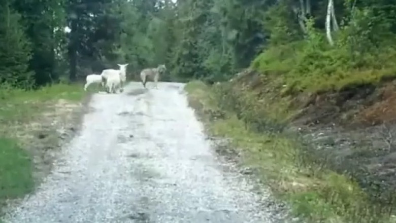 Un lup a fost fugarit de o oaie Imagine