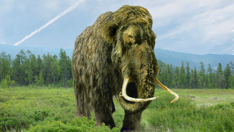 Un „mamut” pastrat timp de 70 de ani intr-un muzeu s-a dovedit a fi cu totul altceva. Ce animal era, de fapt Imagine