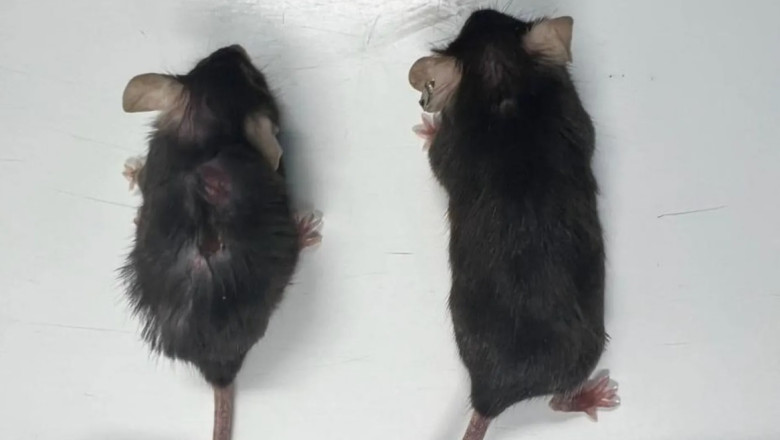 Un medicament care transforma soarecii batrani in „bunicute supermodele” ar putea extinde si durata de viata a oamenilor Imagine