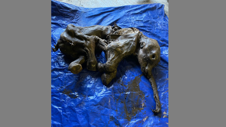 Un miner a gasit un pui de mamut de acum 35.000 de ani mumificat in stare aproape perfecta Imagine