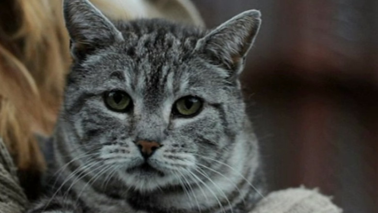 Un motan a strabatut singur peste 700 de kilometri, din Anglia pana in Scotia Imagine