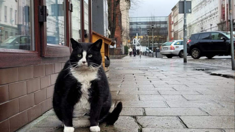 Un motan supraponderal a devenit principala atractie a unui oras medieval polonez. Gacek are 4,9 stele pe Google si mii de recenzii Imagine