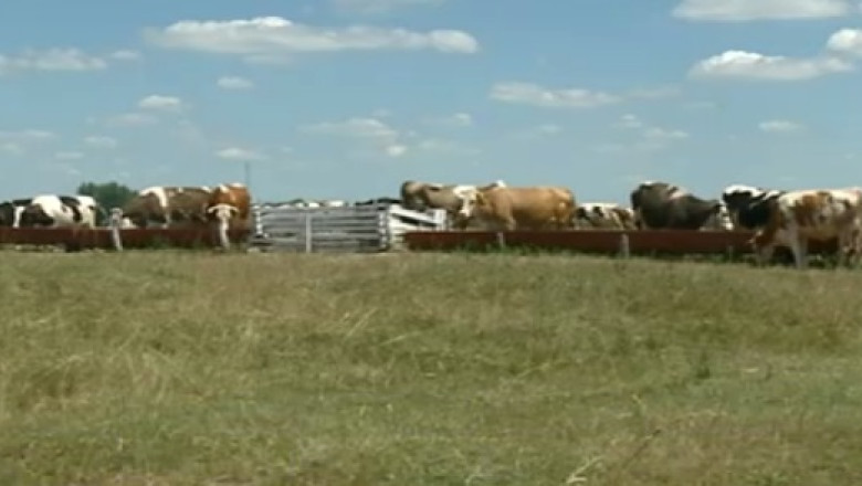 Un nou caz de antrax in Ungaria Imagine