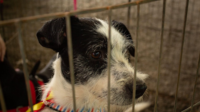 Un nou targ de adoptii pentru catei are loc sambata, 9 septembrie, in parcul IOR Imagine