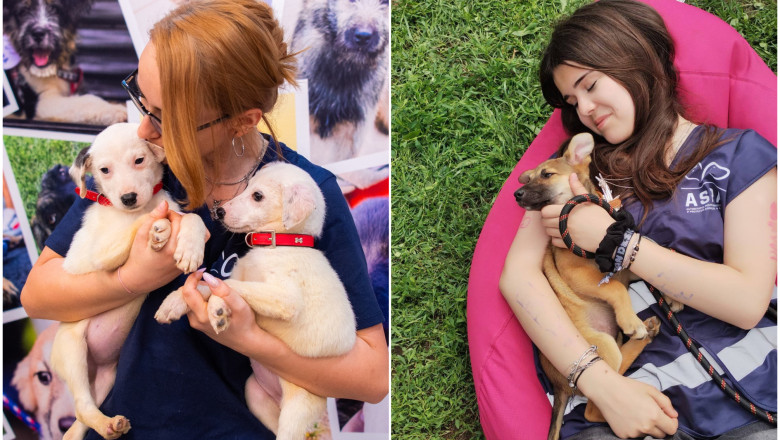 Un nou targ de adoptii pentru catei are loc sambata, in Parcul „Regele Mihai I” din Bucuresti Imagine