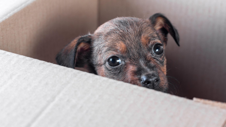 Un nou targ de adoptii pentru catei, sambata, in Bucuresti Imagine