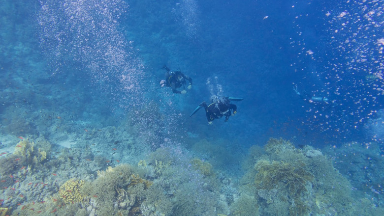 Un nou virus a fost descoperit in Oceanul Pacific, singurul gasit vreodata la o adancime atat de mare Imagine