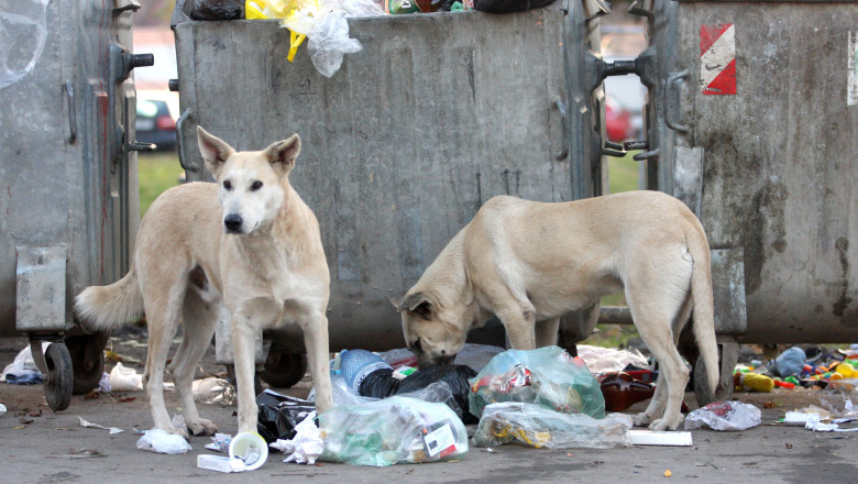 Un ONG propune infiintarea Politiei Animalelor pentru rezolvarea problemei maidanezilor Imagine