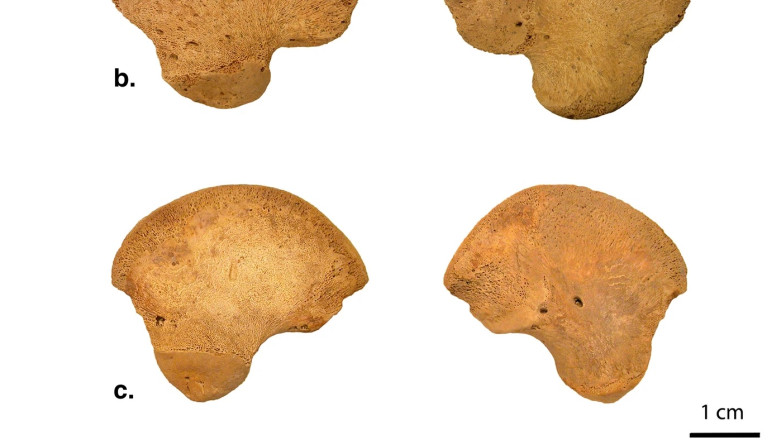 Un os de bebelus Homo sapiens, descoperit intr-o pestera locuita de Neanderthalieni. Noi ipoteze privind trecutul nostru Imagine