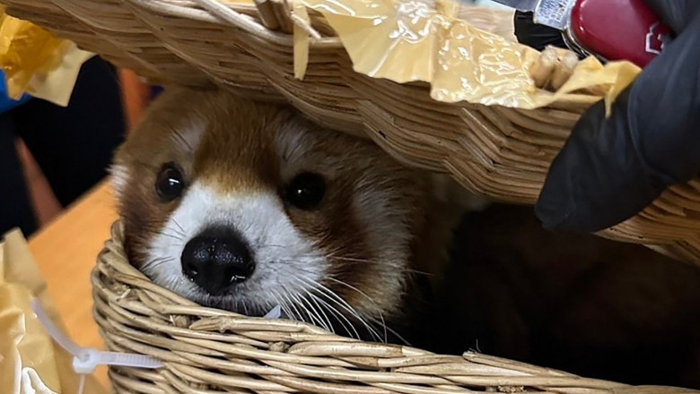 Un panda rosu a fost gasit intr-un bagaj pe aeroportul din Bangkok. 87 de animale erau pe cale sa fie traficate ilegal Imagine