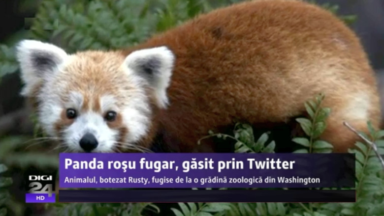 Un panda rosu fugar, gasit prin intermediul Twitter. Animalul evadase de la o gradina zoologica din Washington Imagine
