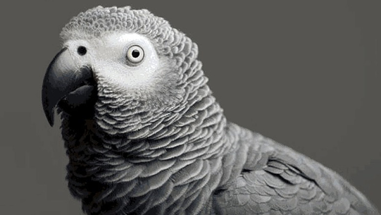 Un papagal vorbitor de engleza, disparut de patru ani, s-a intors acasa vorbind spaniola Imagine