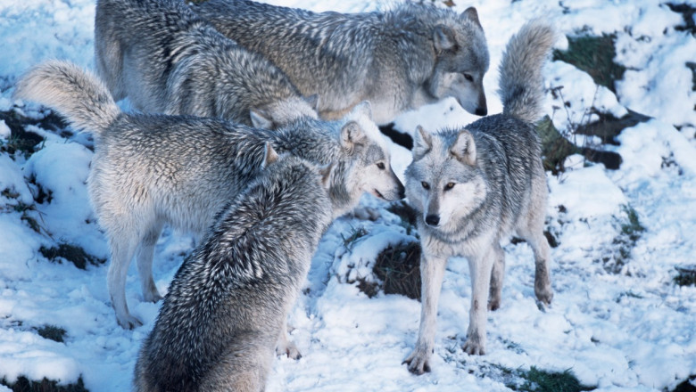 Un parazit al lupului ar putea dicta alegerea conducatorului haitei (studiu) Imagine