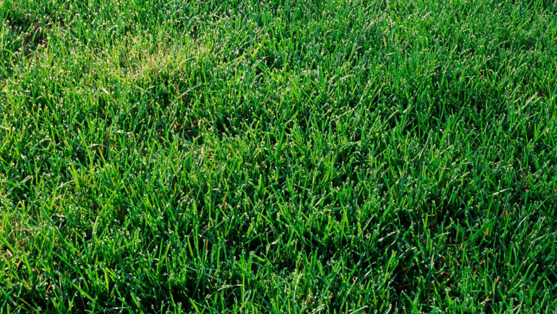 Un paznic a fost concediat dupa ce a folosit spray lacrimogen impotriva unui elev care a calcat iarba Imagine