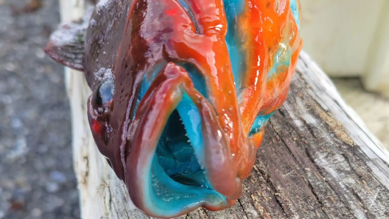 Un pescar din Alaska a prins un peste cu carnea albastra. "Natura este incredibila" Imagine