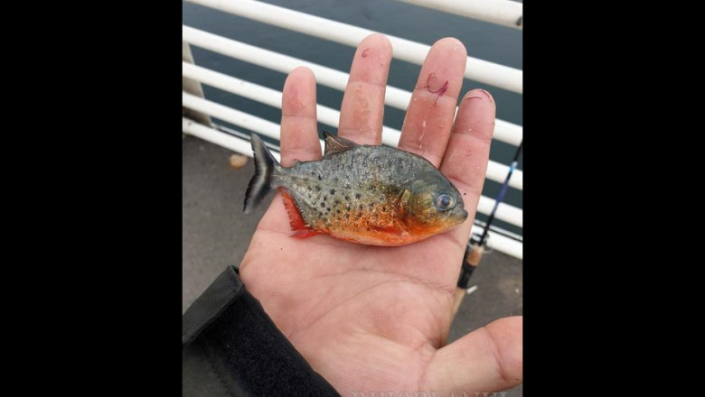 Un peste Piranha a fost gasit in Crisul Repede. Garda de Mediu Bihor incerca sa afle cum a ajuns pestele exotic in rau Imagine