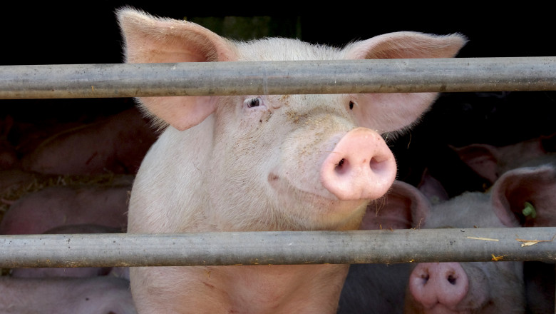Un porc l-a ucis pe macelarul care urma sa-l sacrifice in abator Imagine