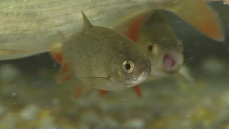 Un print arab are grija de pestii nostri pe cale de disparitie Imagine