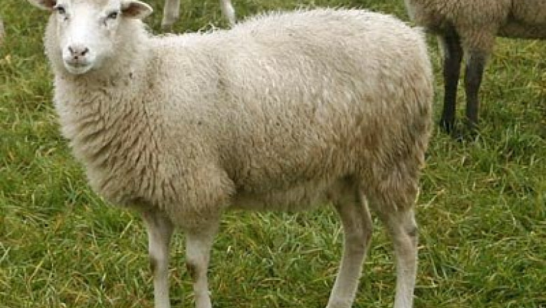 Un procuror DIICOT a primit mita o oaie Imagine