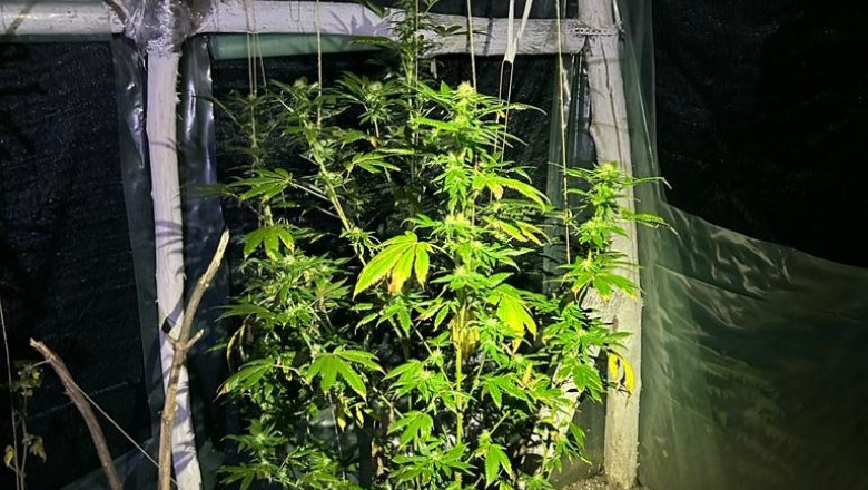 Un profesor de engleza din Bacau e suspectat de trafic de droguri. DIICOT l-a dus la audieri Imagine