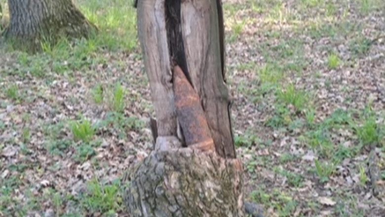 Un proiect neexplodat din al Doilea Razboi Mondial a fost gasit intr-o padure din Galati Imagine