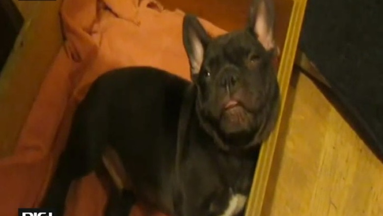 Un pui de buldog, trimis la culcare Imagine